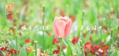黄浦日记 寒冬已去,我在春暖花开处等你