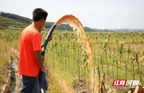 防汛抗旱丨新田 钻井取水 分时段供水 积极应战旱情