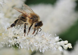 蜜蜂,昆虫,宏,开花,花粉,授粉,花,厂,性质,动物,动物世界,盛开,昆虫宏,植物群,植物区系,花园,动物区系 
