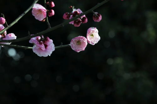 满城花开都说过,武汉我爱你