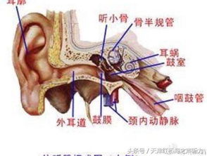 感冒后坐飞机,为什么会耳闷耳痛听力下降 