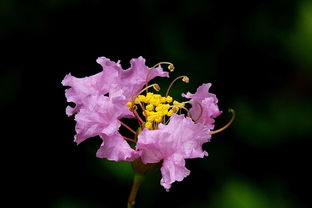 紫微花