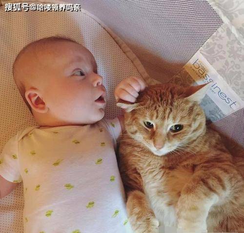 为什么猫咪对小婴儿容忍度那么高 猫咪虽小,心里藏着大爱啊