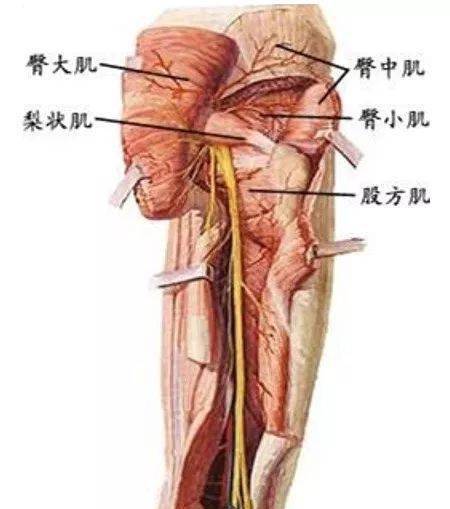 腰椎间盘突出核磁上压迫右侧,怎么左腿疼呢