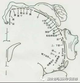 神经系统精简介绍,不得不收藏和无私分享