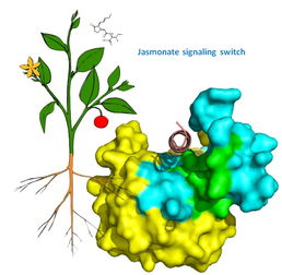 上海药物所与美国密歇根州立大学合作揭开植物防御功能的奥秘