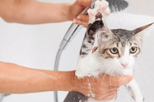 怎样给猫洗澡
