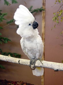 大白凤头鹦鹉,大白凤头鹦鹉是几级保护动物
