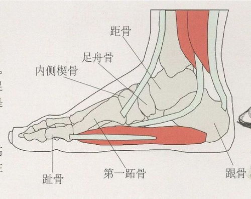 速写局部肢体怎么画 人物手臂画法教程