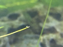 鱼缸里的小虫子是什么虫,换完水两天水就变白了,这虫超级多,又很小,肉眼只能看见小小的点在到处跑 