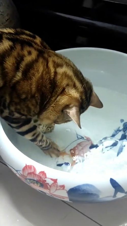 猫为什么对鱼,这么执着 