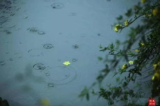 关于一场秋雨一场凉的诗句