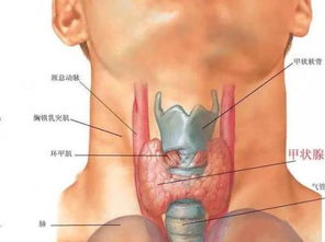 甲状腺结节未必需手术 