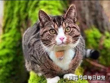 活得不如猫系列 爱笑的猫咪运气都不会太差,有这样的主人很幸福