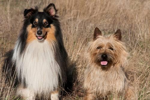 狗的四种分类,松狮犬是中型犬,你家的狗狗是哪一种呢