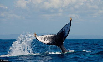 日本捕鲸 退群 ,全球谴责下的一意孤行 对鲸有好处