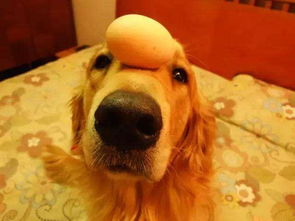 你喂狗狗吃鸡蛋黄,谢天谢地,因为你做对了