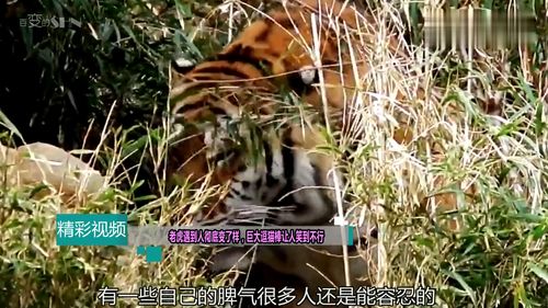 老虎在动物园 丑态百出 饲养员拿一个小树枝,接下来反应太可爱 