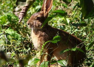 野兔养殖成本和利润怎样 养野兔有风险吗