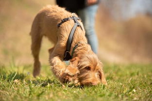 狗狗天生就好奇,多给它机会嗅闻四周,可帮助狗狗产生正能量