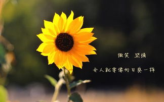 向日葵的励志花语 向日葵的文案高级感