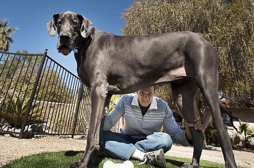 2.3米高号称最大的宠物狗,女主人为了它拒绝男性追求,后来怎样