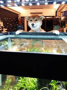下班回家,发现狗子一脸得意的挂在鱼缸上