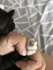 猫的爪子上长得这是什么呀,该怎么治 求助 