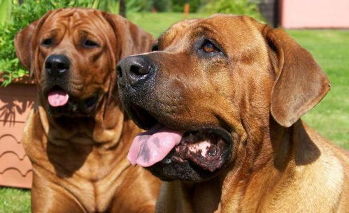 世界10大凶猛的护卫犬,杜高犬和藏獒上榜,你家有养吗