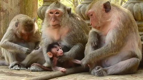 母猴拽住小猴的手,猴妈非常的惊慌,害怕母猴拽走小猴 