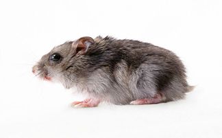 老鼠的危害及最佳消灭方法