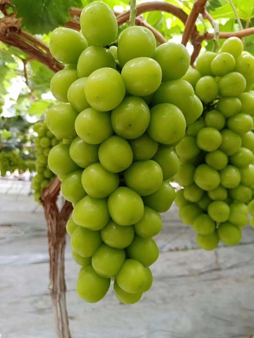最贵的八种葡萄 公认口感好的葡萄品种