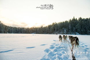 狗拉雪橇 最芬兰的冬季运动