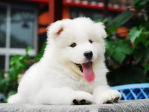 微笑天使萨摩耶幼犬出售纯种萨摩耶特价出售