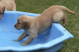 小狗多久可以洗澡,出生的小狗多久可以洗澡