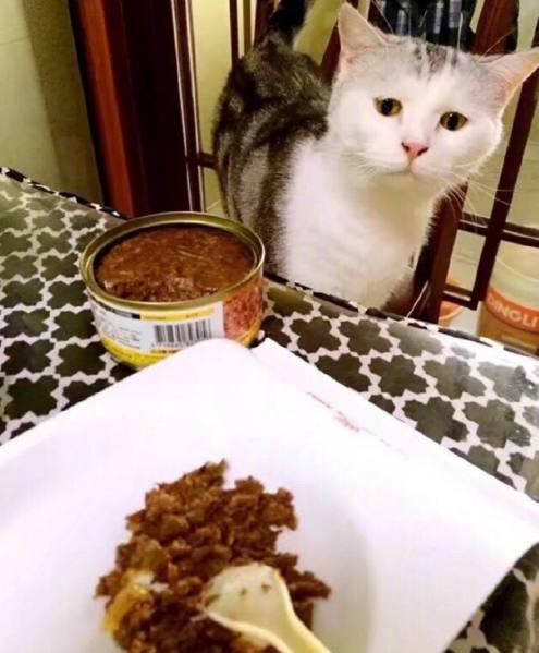 当猫星人遇到好吃的时候,为了吃,命都可以不要