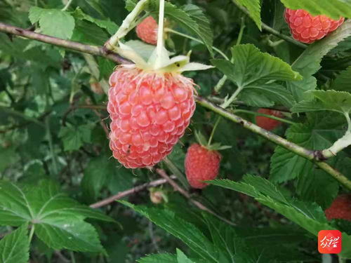 开阳县宅吉乡 树莓红了 日子美了