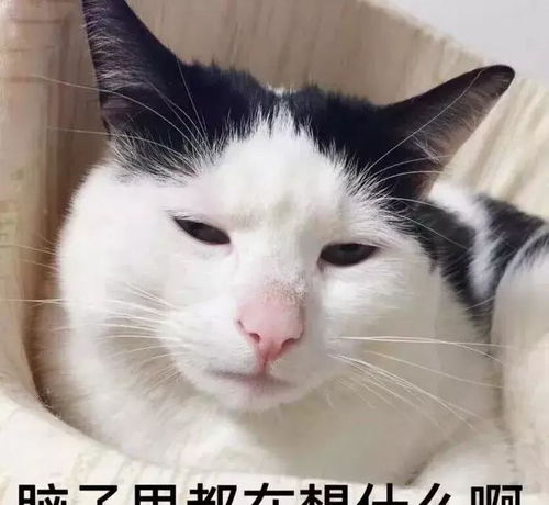 猫咪不爱刷牙怎样给他清洁口腔