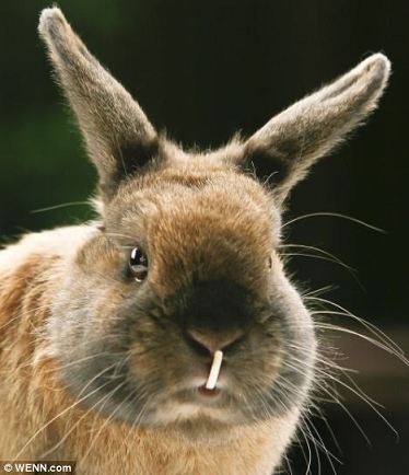 英国现一只怪异长牙兔 牙齿可直接碰到鼻子 