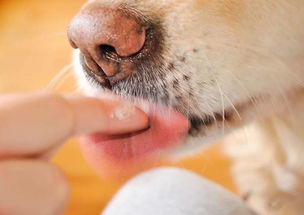 教你怎么给狗狗刷牙 ︳狗狗知识