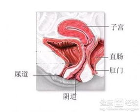 滴虫性阴道炎用什么药效果最好