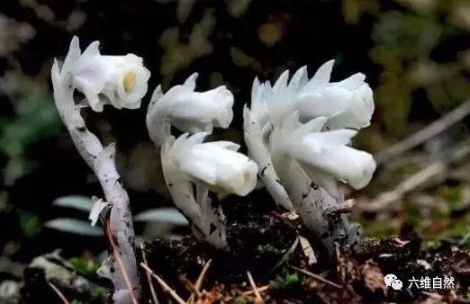 柳州惊现神秘 冥界之花 ,不是彼岸花,水晶兰出现代表着什么