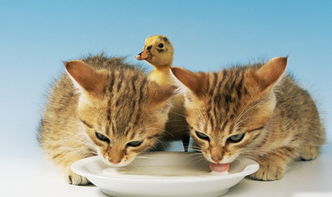 猫一直喝水不吃东西,猫咪光喝水不吃东西 