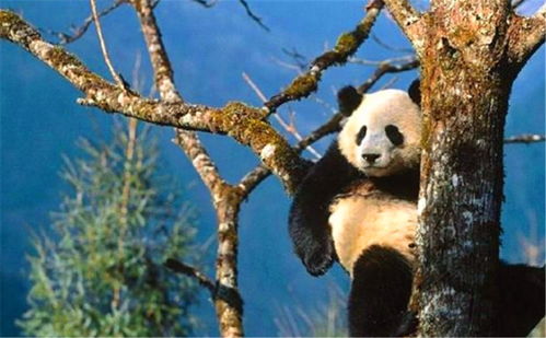 熊猫在被人类收编以前究竟是怎么躲过野兽的攻击并生存下来的 