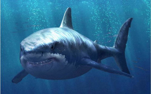 唯一 能降住 鲨鱼的动物,鲨鱼在它眼里只是一盘菜,至今无天敌
