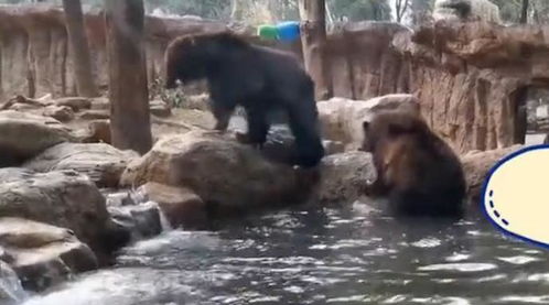 有好吃的谁还冬眠 南京两棕熊每天狂吃28公斤食物