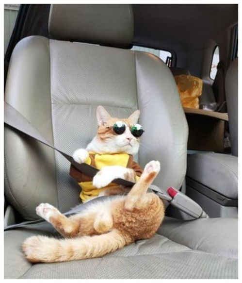 猫咪戴墨镜坐车,它还乖乖系上安全带,网友笑翻 只看到蛋蛋