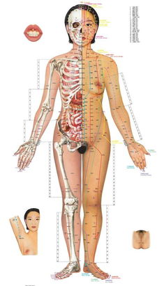 女性全身经络图解大图 搜狗图片搜索