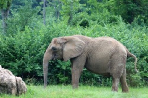 一头大象约重6吨,相当于 