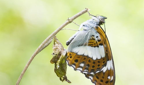弄蝶是食什么性的动物？